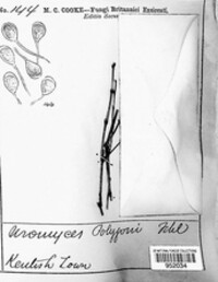 Uromyces polygoni-avicularis image